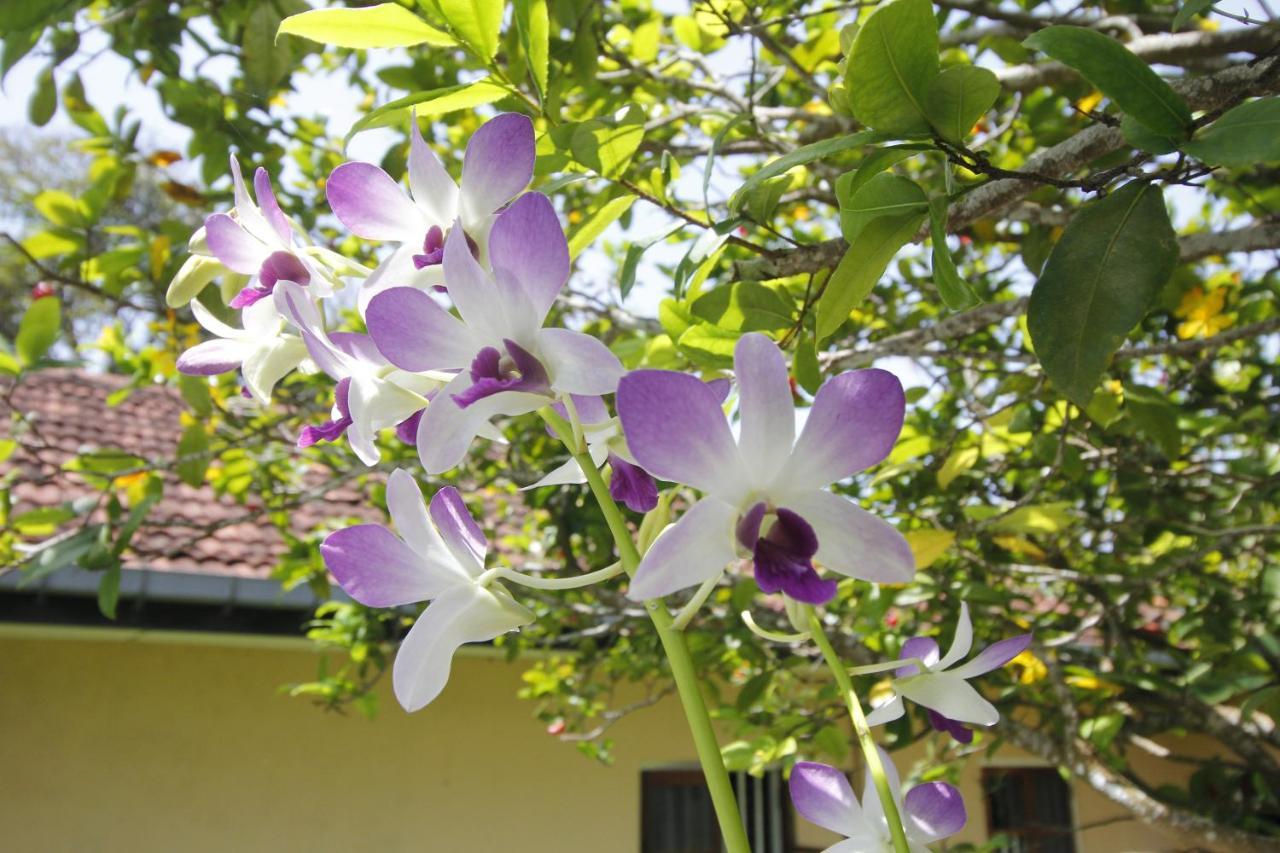 Bentota Home Stay Bagian luar foto