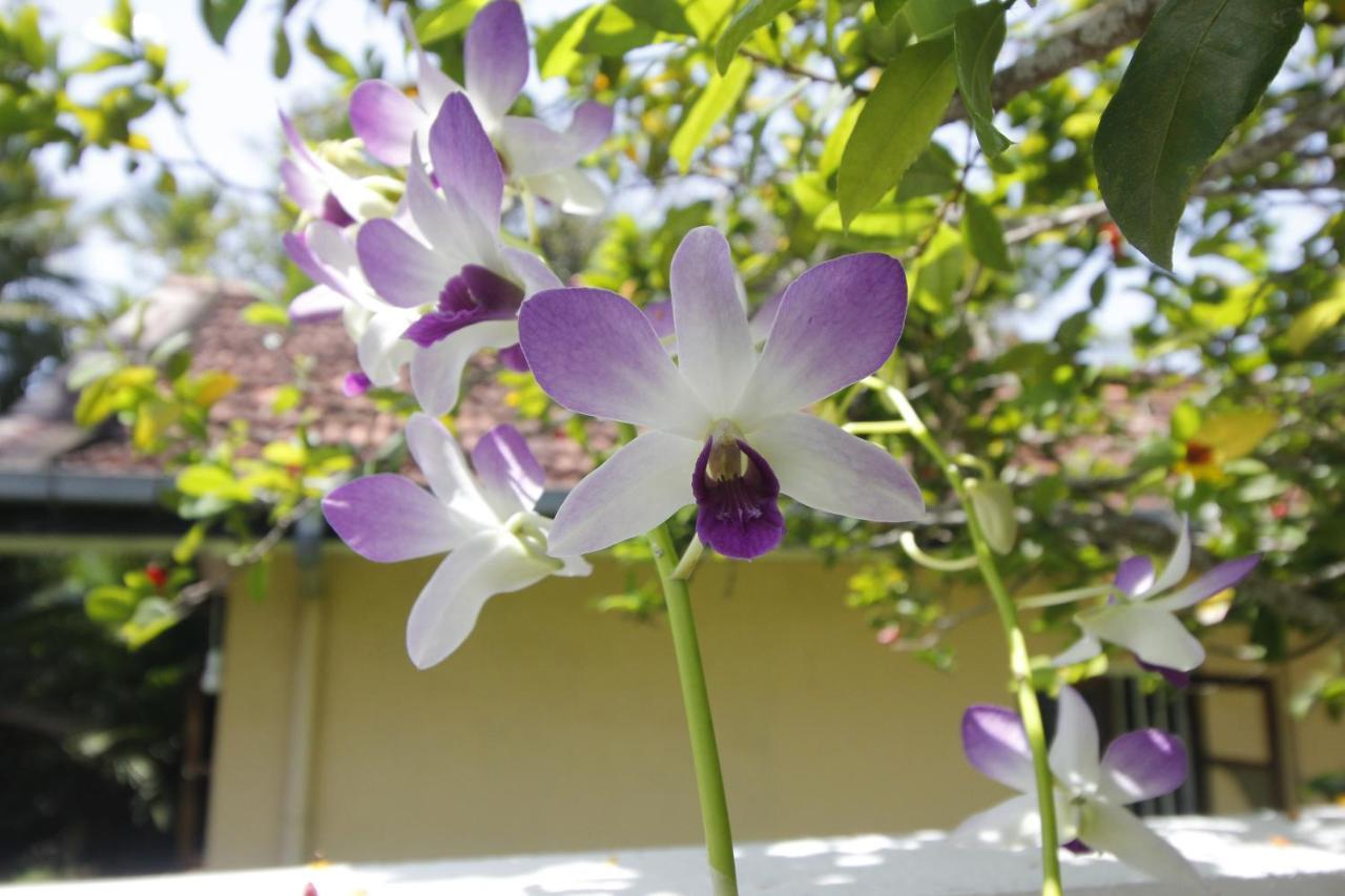 Bentota Home Stay Bagian luar foto